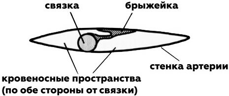 поперечное сечение спинной аорты лосося узв рыбоводство