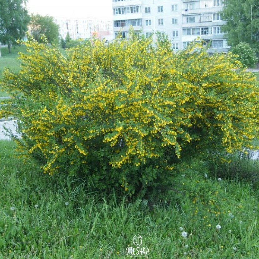 Seeds of Karagana Treelike (Yellow Acacia) (Caragana arborescens) — 20 pcs