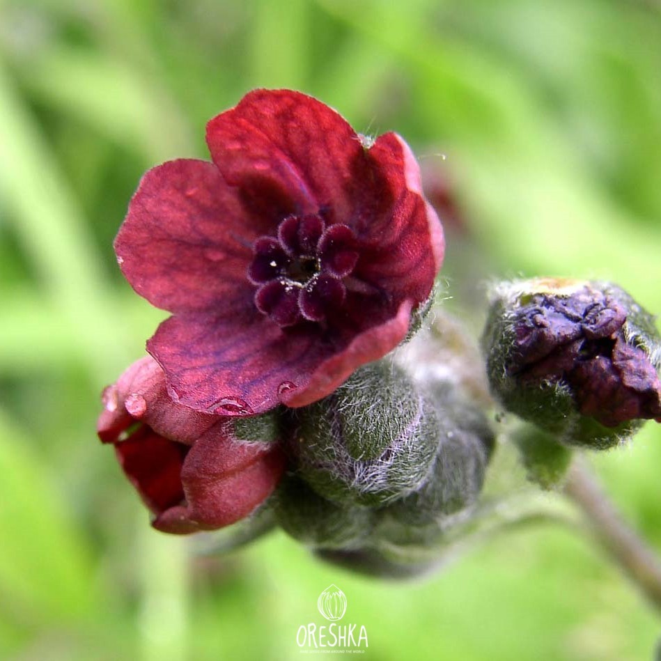 Seeds of houndstongue (dog's tongue) (Cynoglossum officinale) — 20 pcs