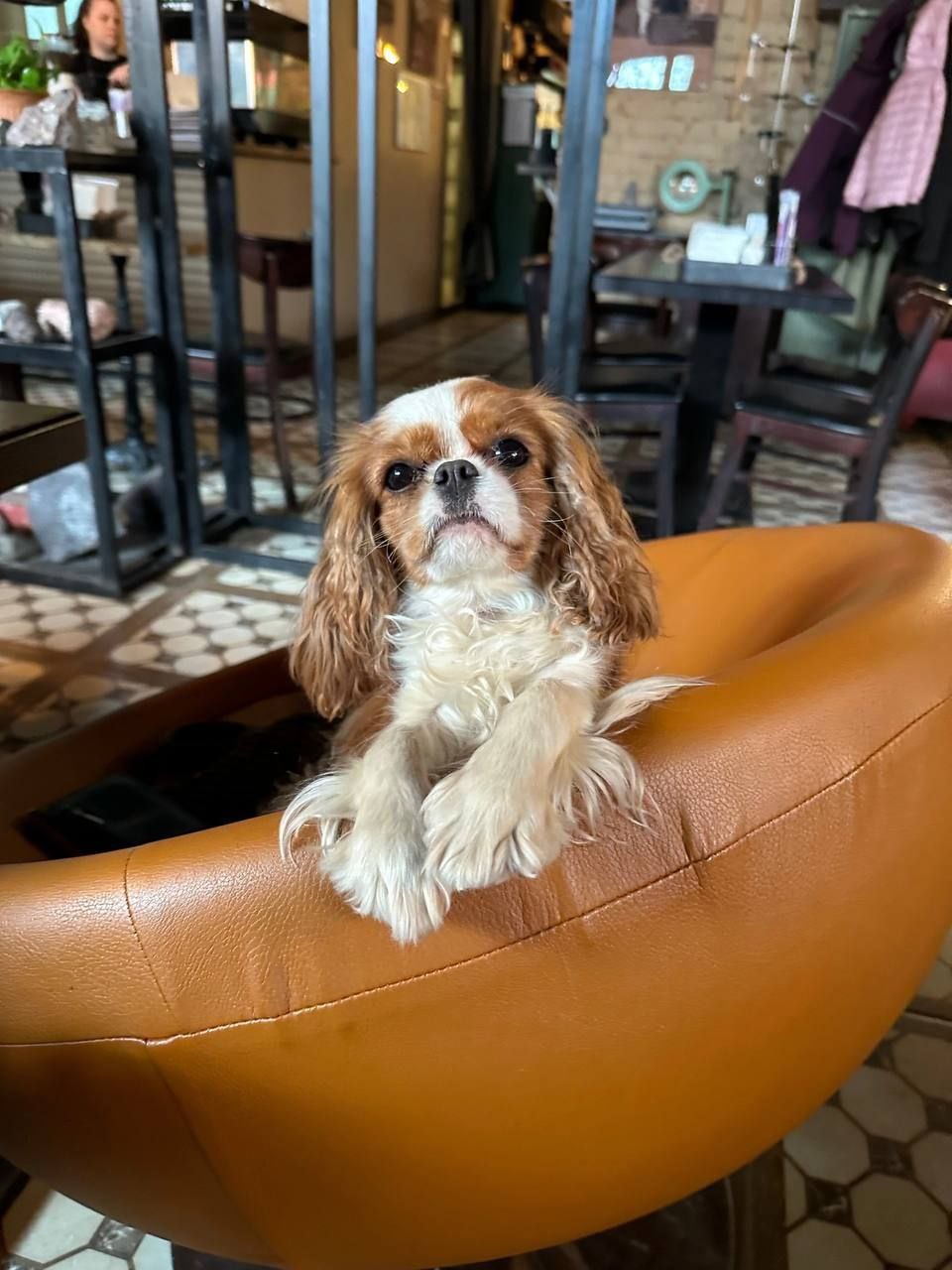 Как пережить смерть собаки и чувство вины за гибель