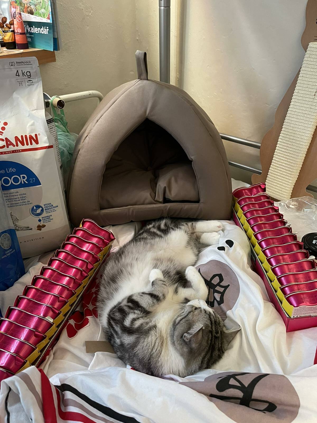 Donate food for refugee cats and dogs in Prague