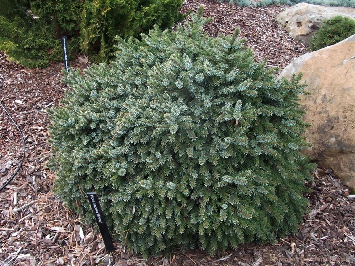 Picea omorika minima