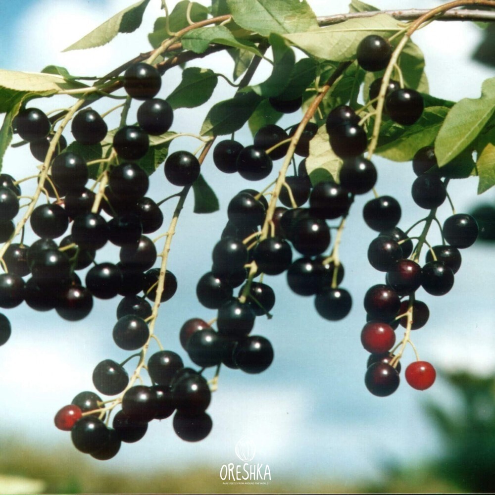 Seeds of Prunus padus — Bird cherry - 100 pcs