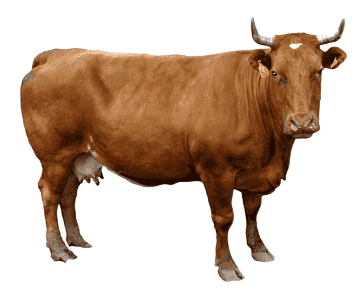  корова в Абхазии