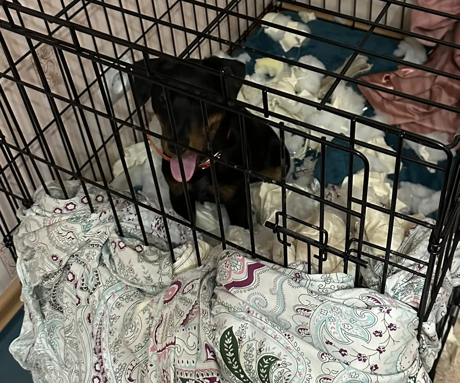 Мы долго гадали, как из закрытой клетки Ярославна дотянулась до одеяла. Разгадали загадку через год.