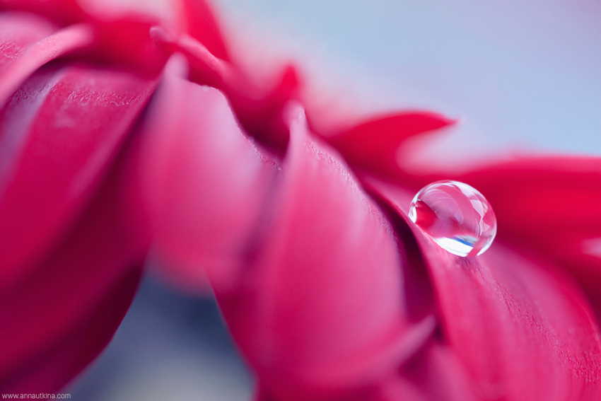 macro, macro flower, macro art, anna utkina, photography, macrophotograpy, floral art, макро, макрофотография, анна уткина