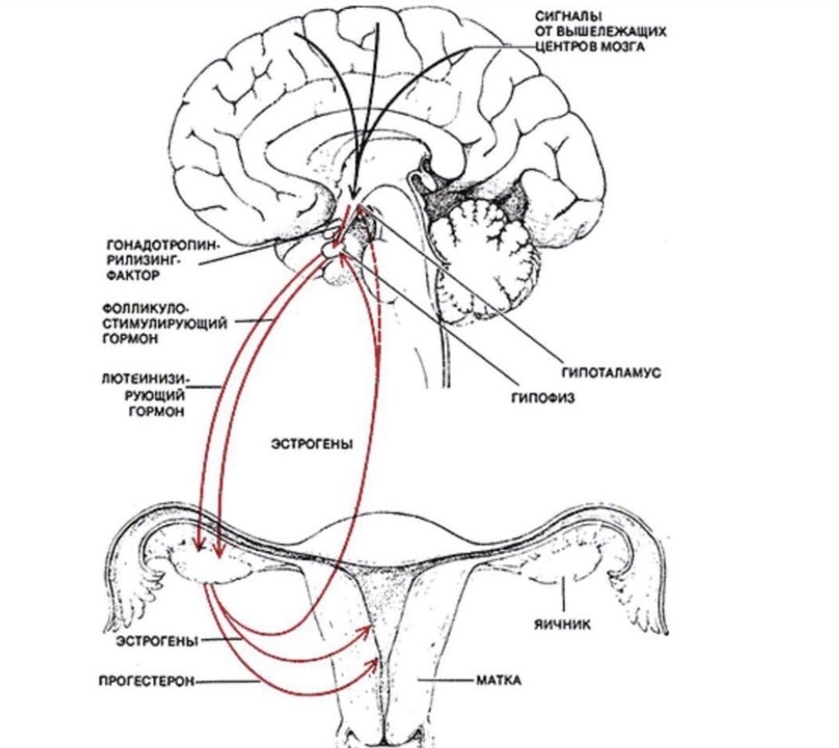 Гипофиза половых желез. Гипоталамо гипофизарная система оси. Гормональная регуляция менструального цикла схема. Менструальный цикл уровень регуляции гипоталамус. Гипоталамо гипофизарная яичниковая система.