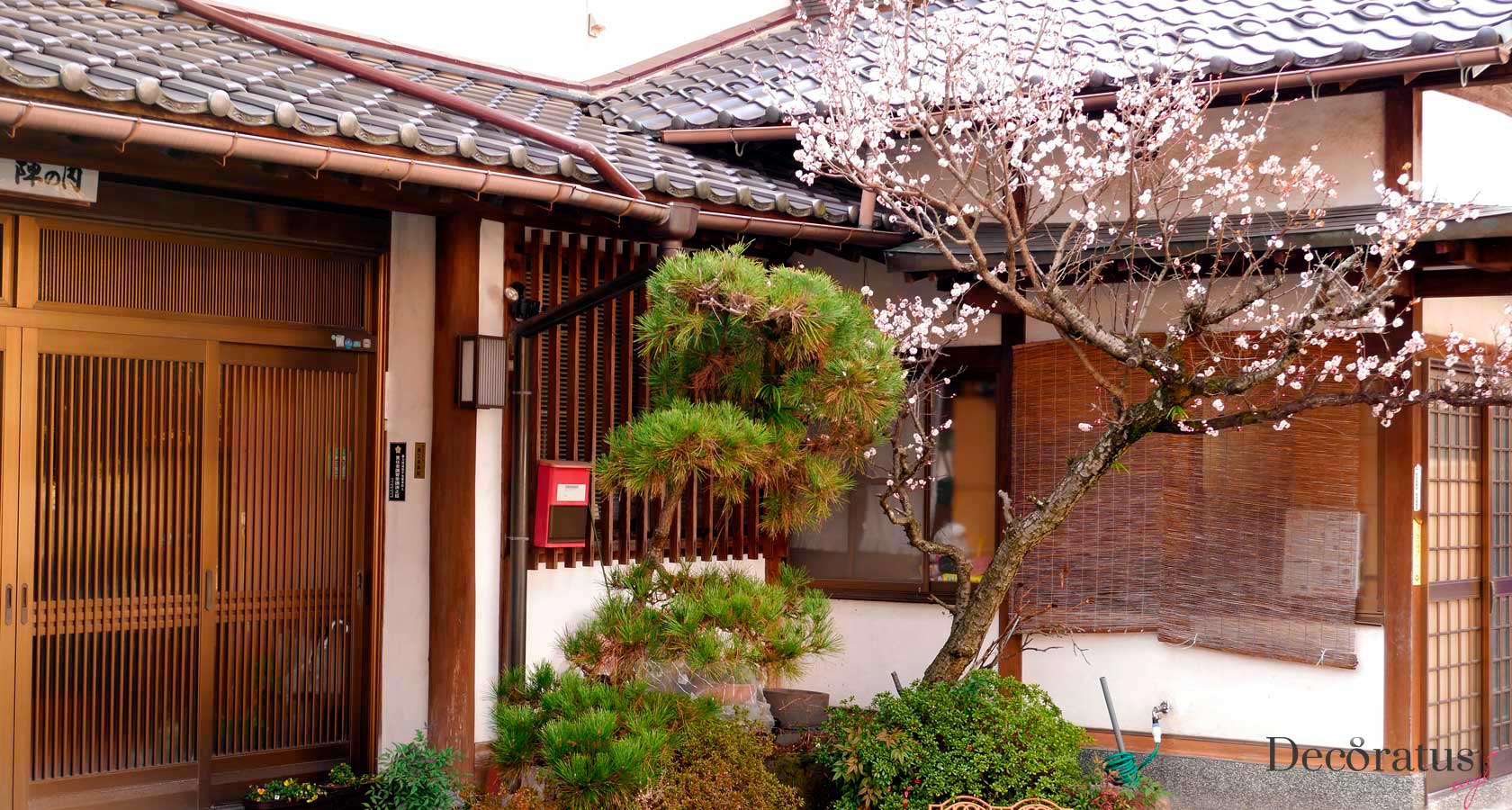 японская вишня сакура в японском дворике