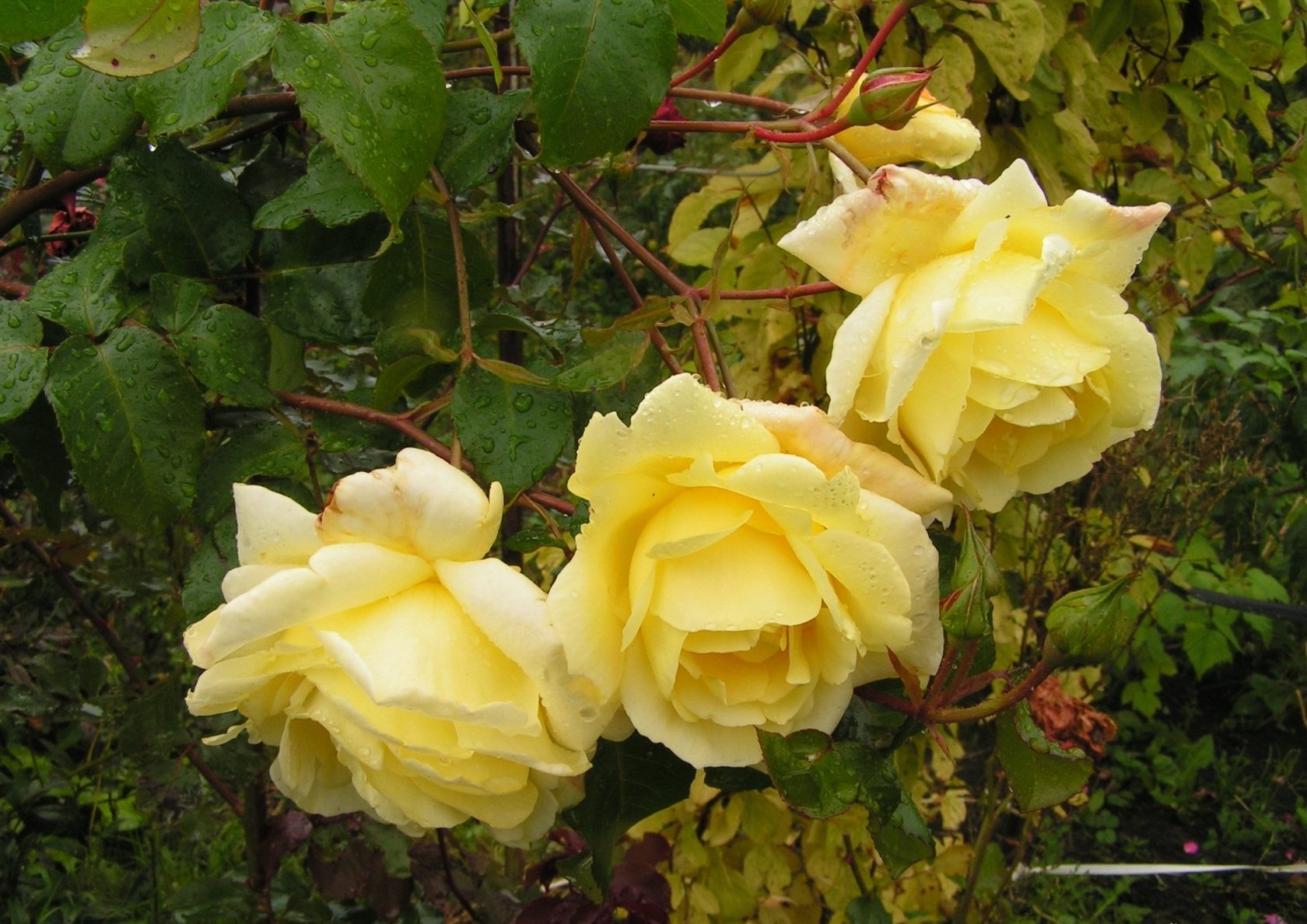 Плетистые розы желтые казино казино на киви kazinonadengi3 com