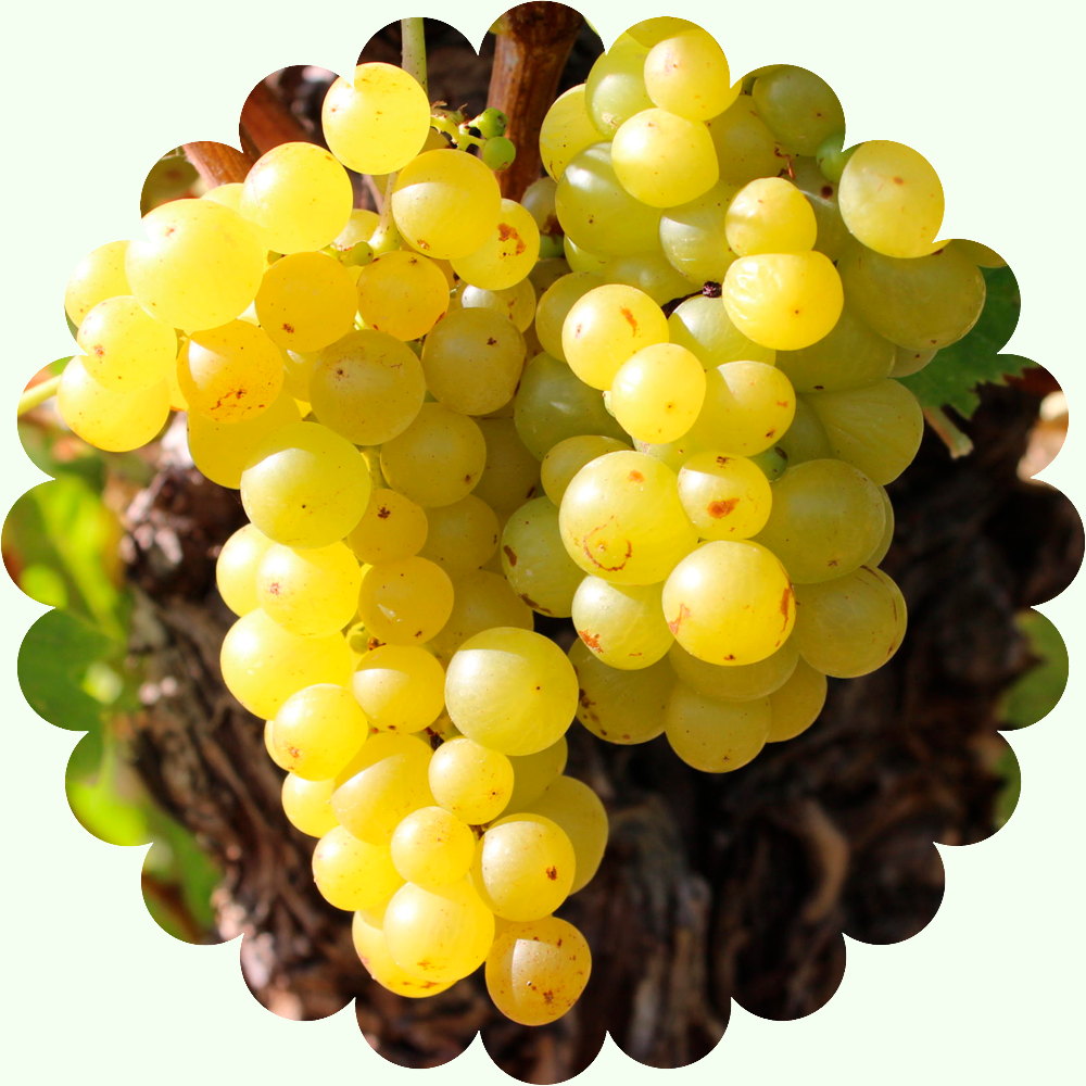 Виноград Технический Мускат