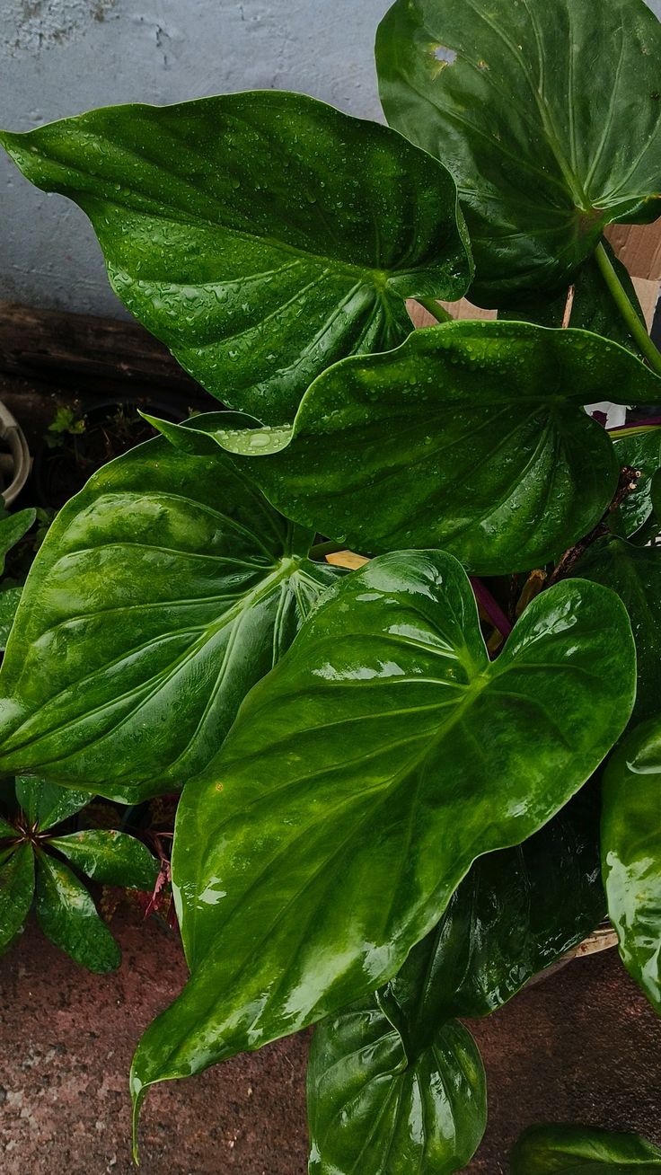 Green indoor plant in pot