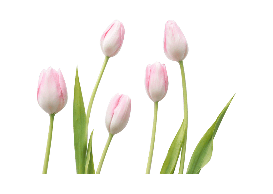 tulip
