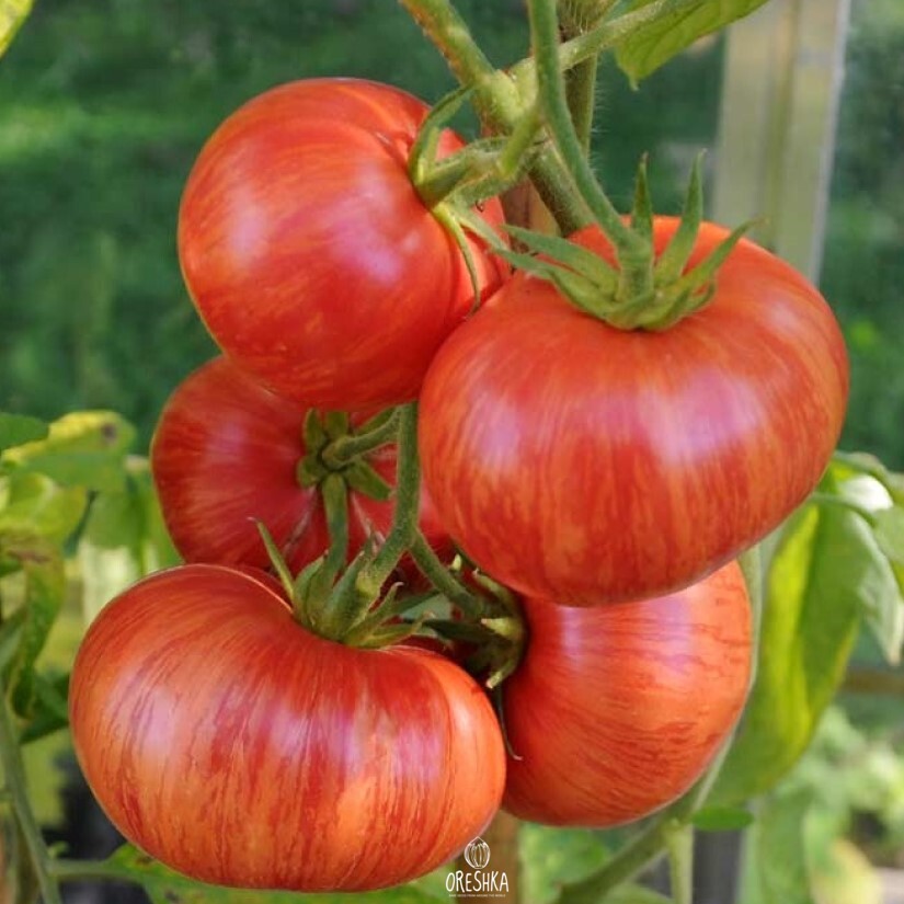 Seeds of Tomato Vintage wine (solanum lycopersicum) — 10 pcs