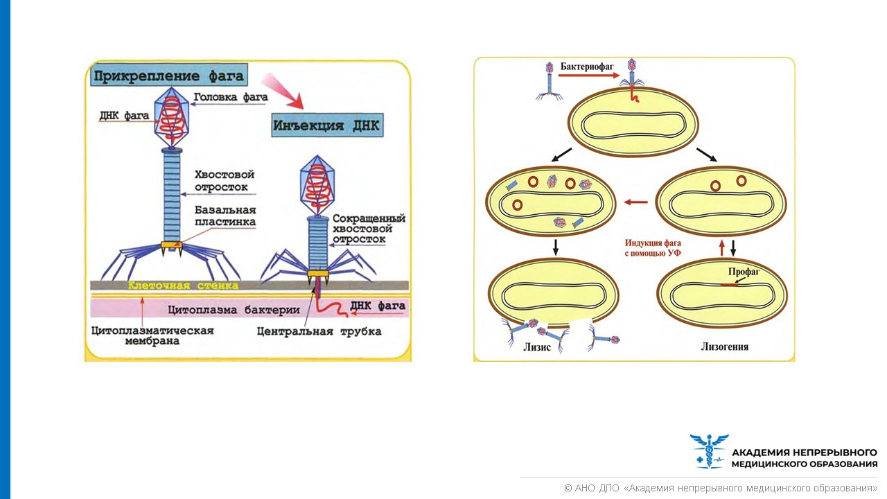 Жизненный цикл бактериофага схема