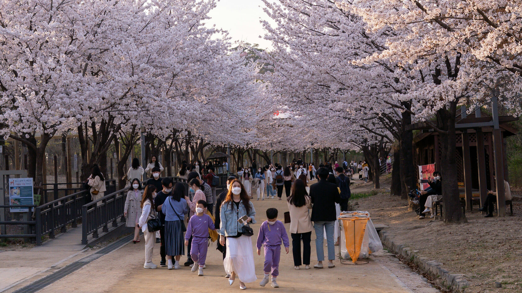 Цветущая сакура. Япония