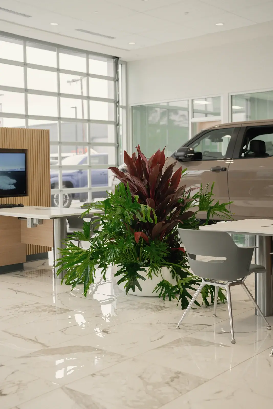 Cordyline and philodendron arrangement in the sales area, Toyota of West Covina