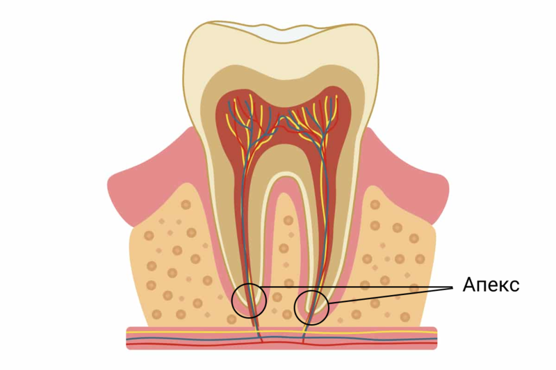 Апекс или апикальное отверстие зуба