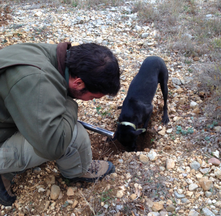 охота на трюфель