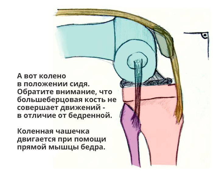 Колено картинка анатомия