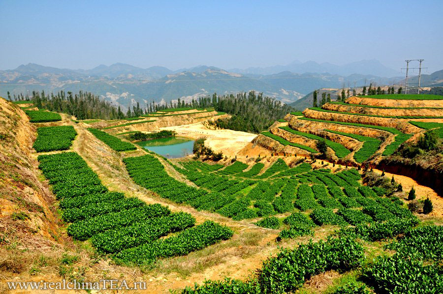 Высокогорные чайные плантации Аньси