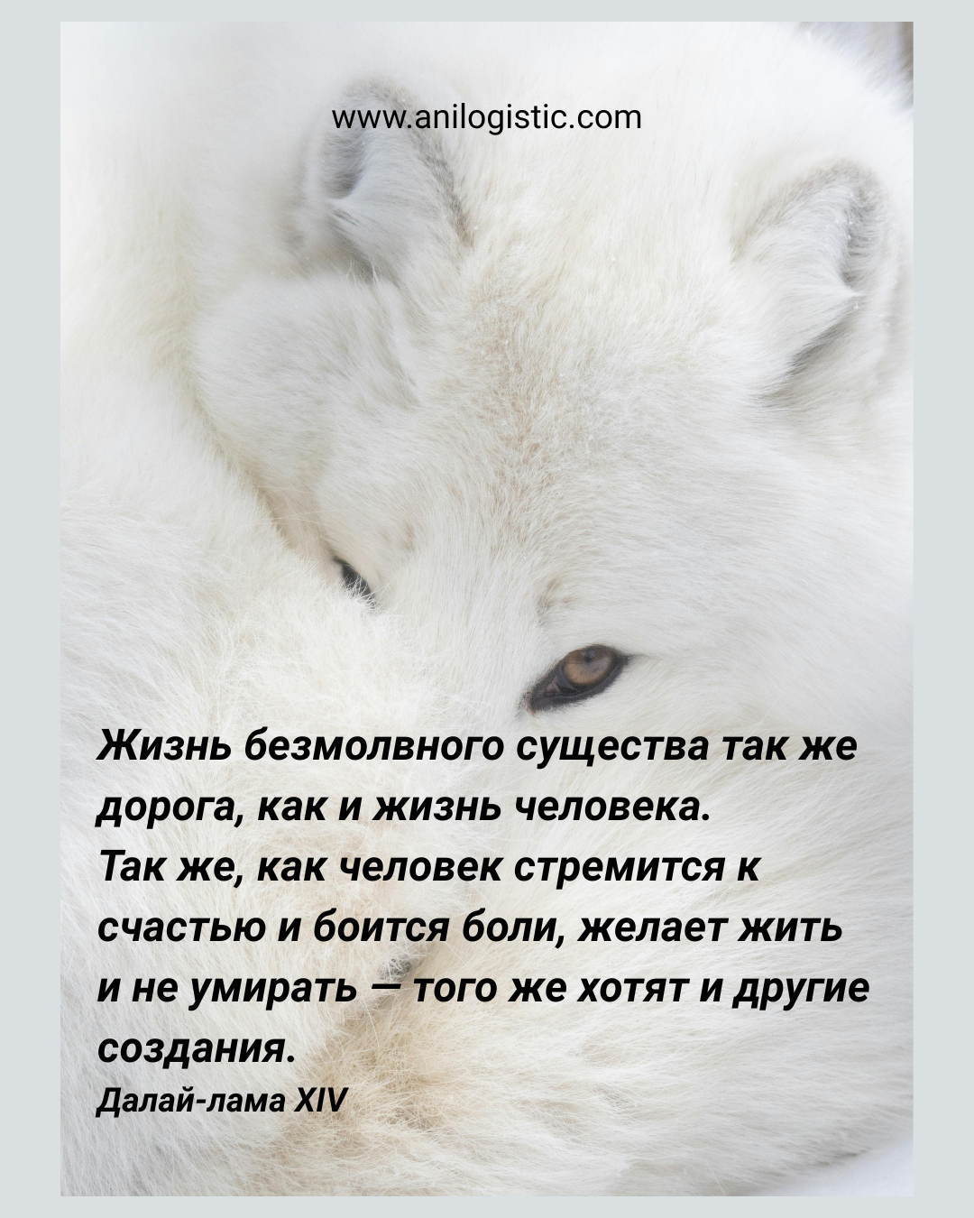 «Европа выбирает свободу, а не мех.» Будущее моды — без боли и клеток.
