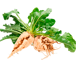 Нормы внесения Гумифулин и Органол для сахарной свеклы