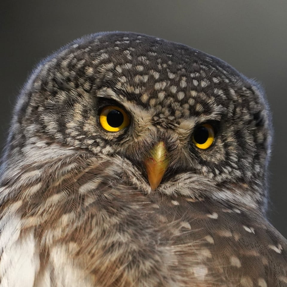 Eurasian Pygmy Owl. Portrait. Photo by Elena Mashkova