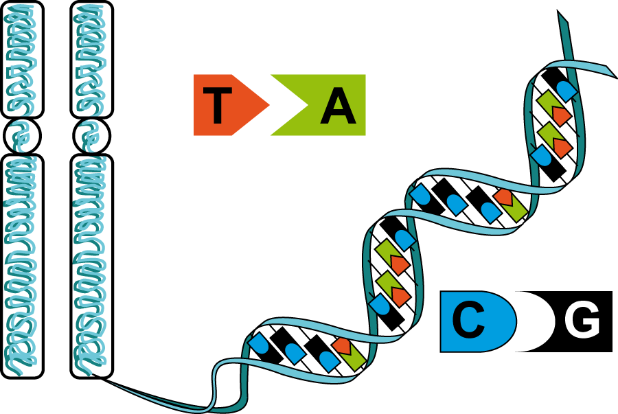 Гены и хромосомы - Основная информация - Справочник MSD Версия для потребителей