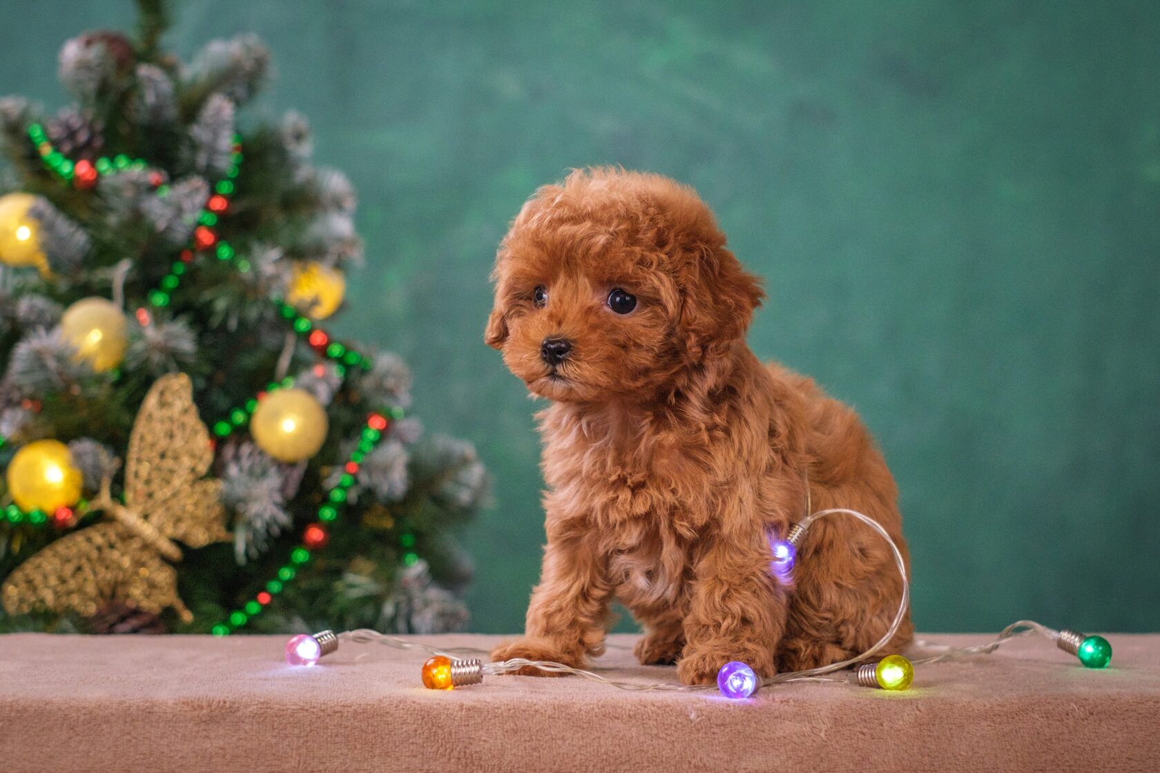 мальтипу, maltipoo, мальтипу фото, мальтипу цена, купить мальтипу, щенок мальтипу, щенки мальтипу, maltipoo puppy, maltipoopuppy, мальтипу ф1, мальтипу ф2, мальтипу мини, мальтипу стандарт, окрасы мальтипу, красный мальтипу, мальтипу ред браун, карамельны