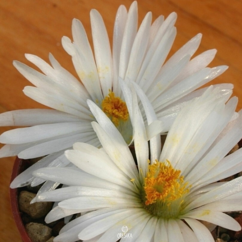 Seeds of Succulent Lithops karasmontana v. lericheana C 193 (Lithops karasmontana v. lericheana C 193) — 10 pcs