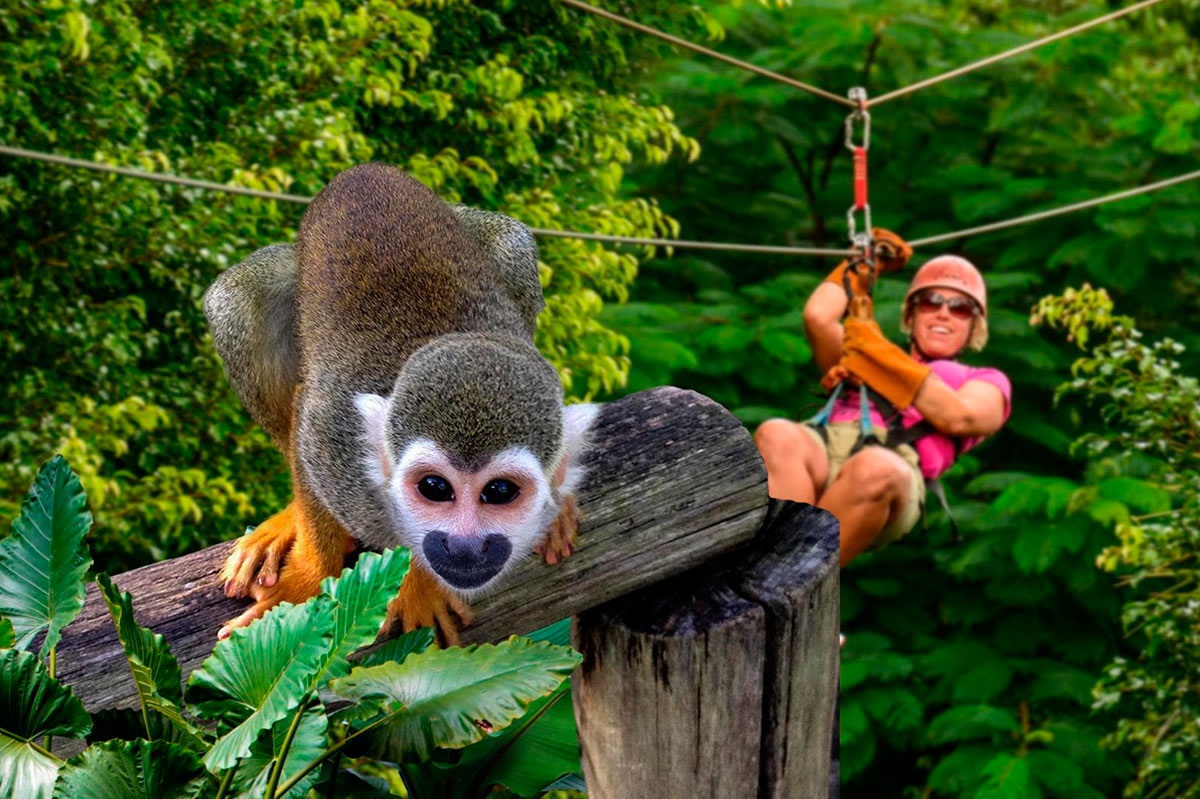 Комбинированный тур Monkey Land (Парк Обезьян) и Zip Lines в Доминикане