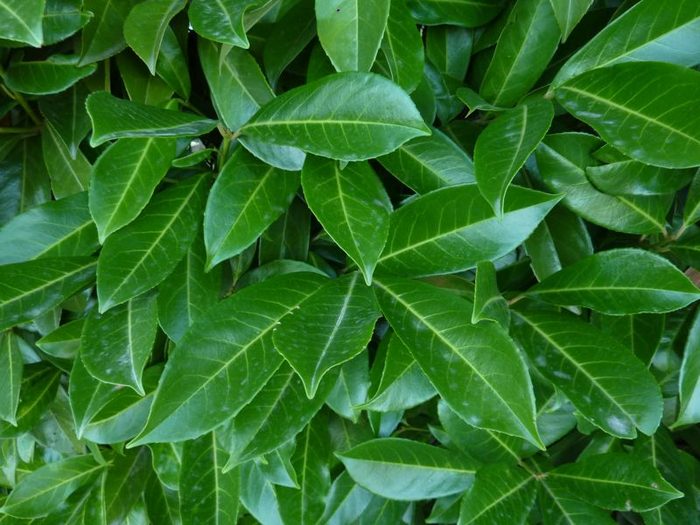 prunus laurocerasus cherry laurel tree leaf 20 09 08 1 :: MyCity.rs