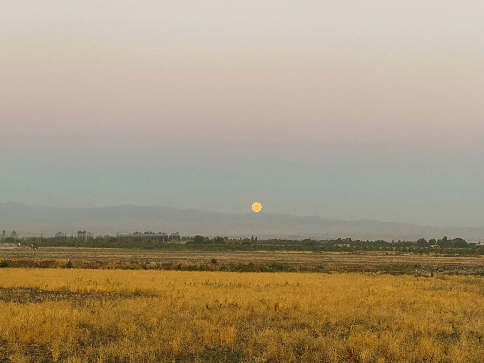 Лесовосстановление в Узбекистане, изображение №2