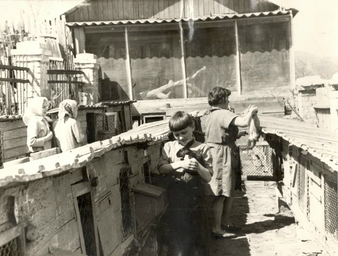 Осмотр кроликов юннатами, 1960 год