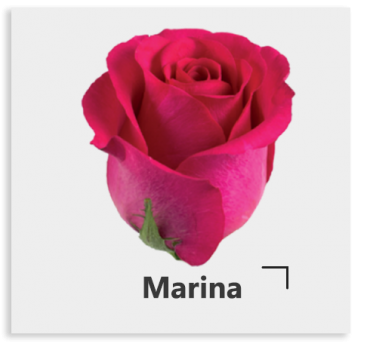 Ярко-розовая роза Marina