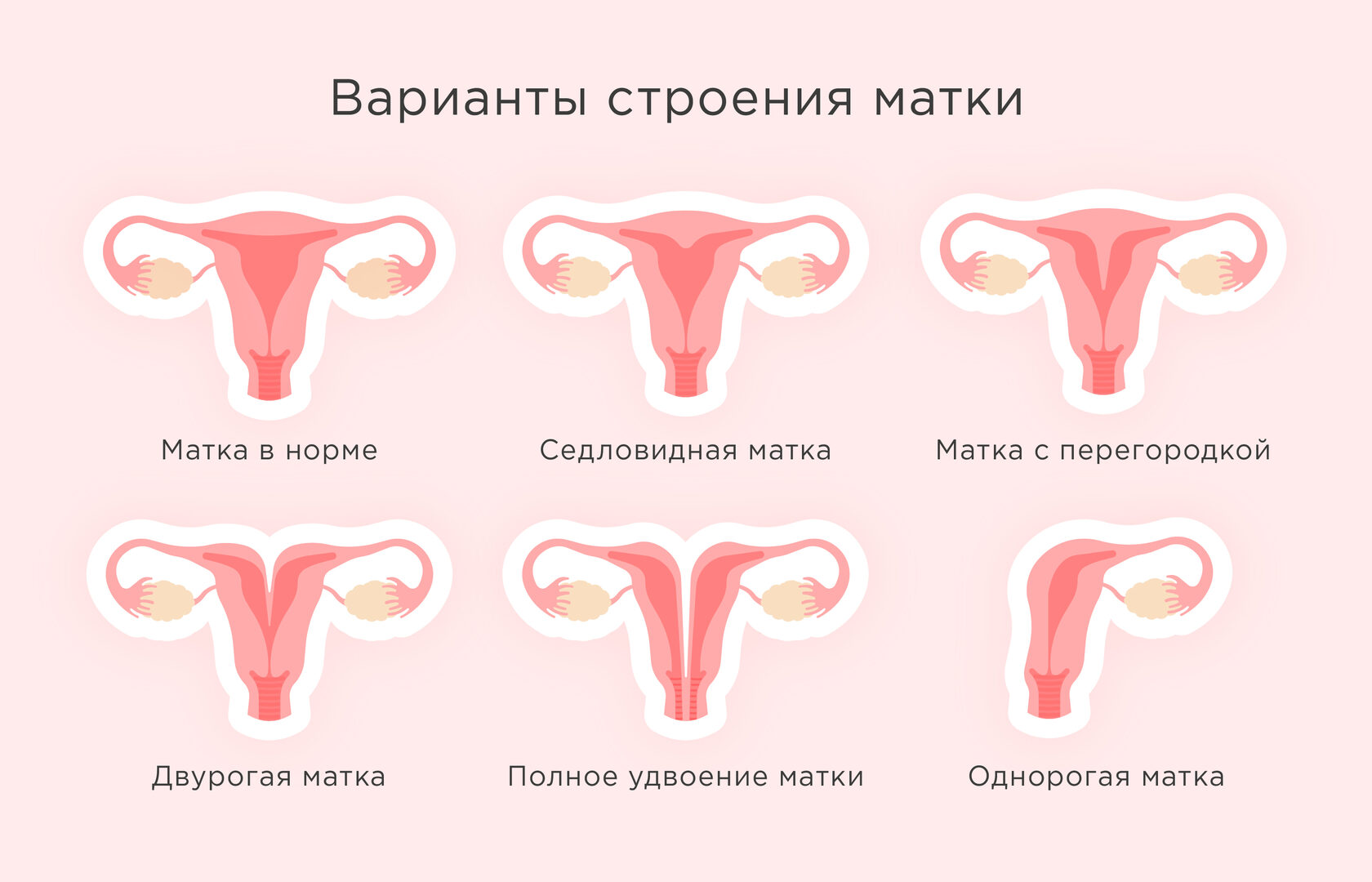 Женские половые органы - наружные и внутренние