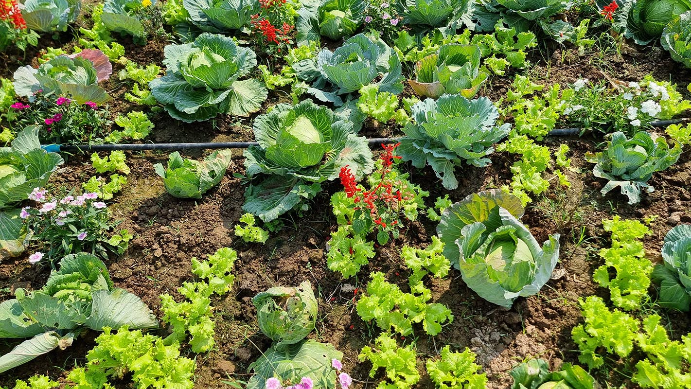 Cabbage and lettuce plants growing in a garden bed, interspersed with colorful flowers, illustrating companion planting techniques for vegetable gardening.