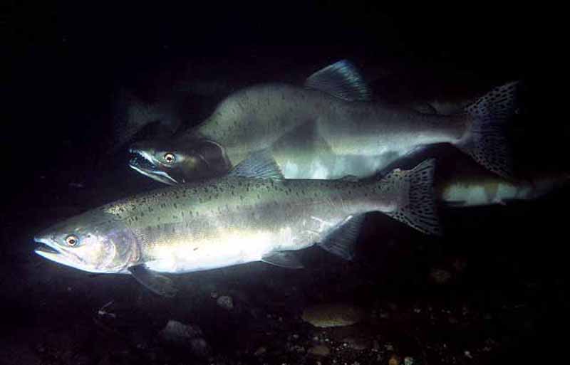 Внешний вид горбуши фото. Горбуша (Oncorhynchus gorbuscha). Pink Salmon горбуша - Oncorhynchus gorbuscha. Горбуша Амурская. Рыба горбуша фотографии.