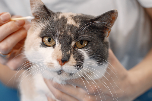 Как избавить кота от блох: чем лечить и как помыть