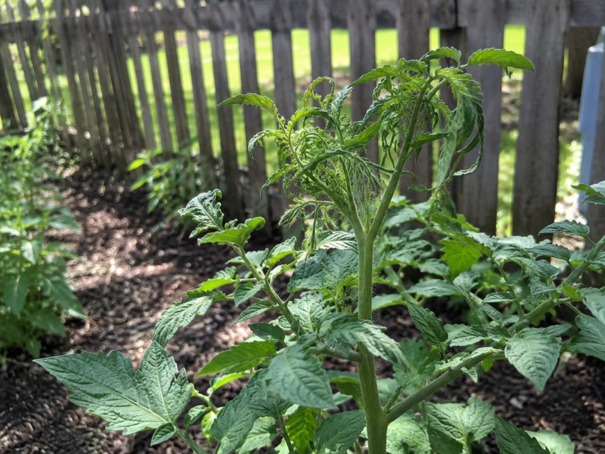 Tomato plant with cupped twisted new growth from herbicide drift