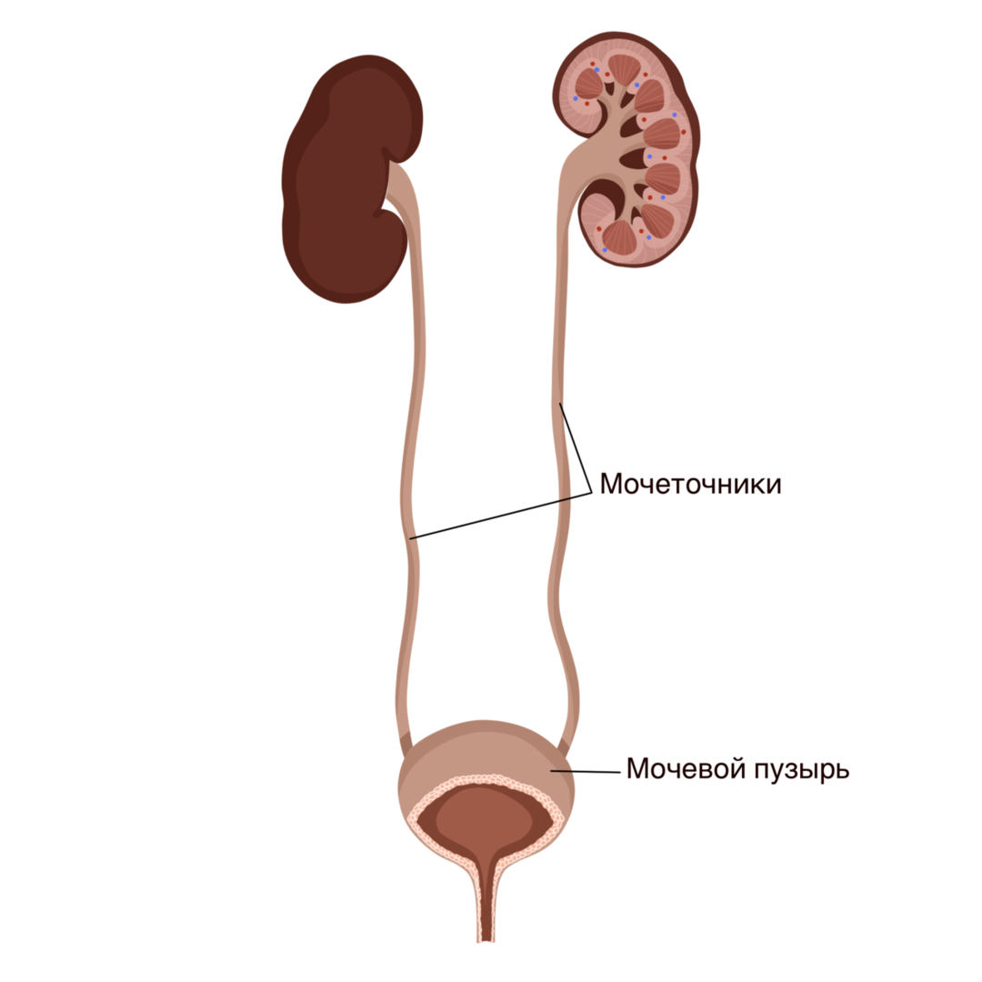 Анатомия мочевыделительная система картинки