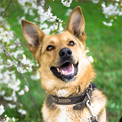 Джерри - собака из приюта весной