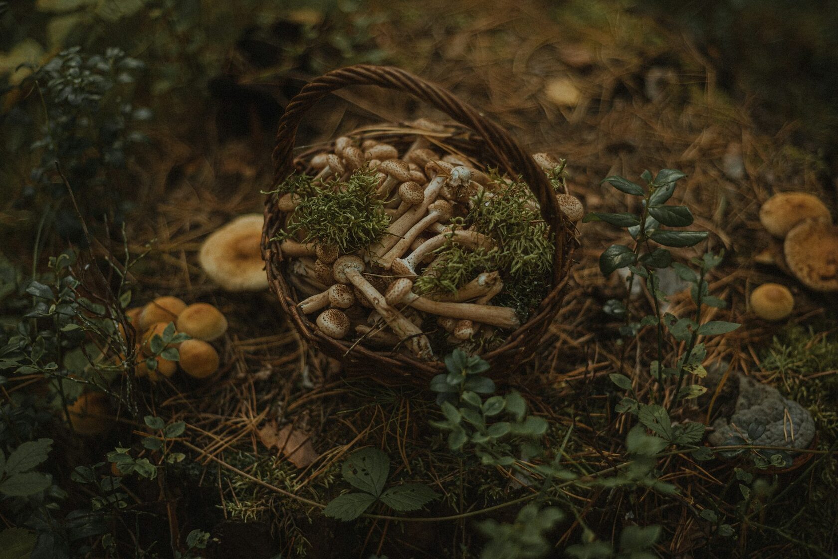 Лесная кухня