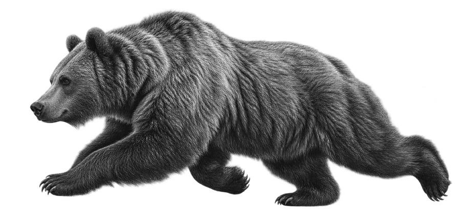 Бурый медведь — Ursus arctos