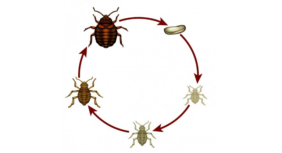 Как глядят клопы