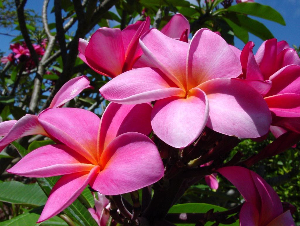экзотические цветы тайланда