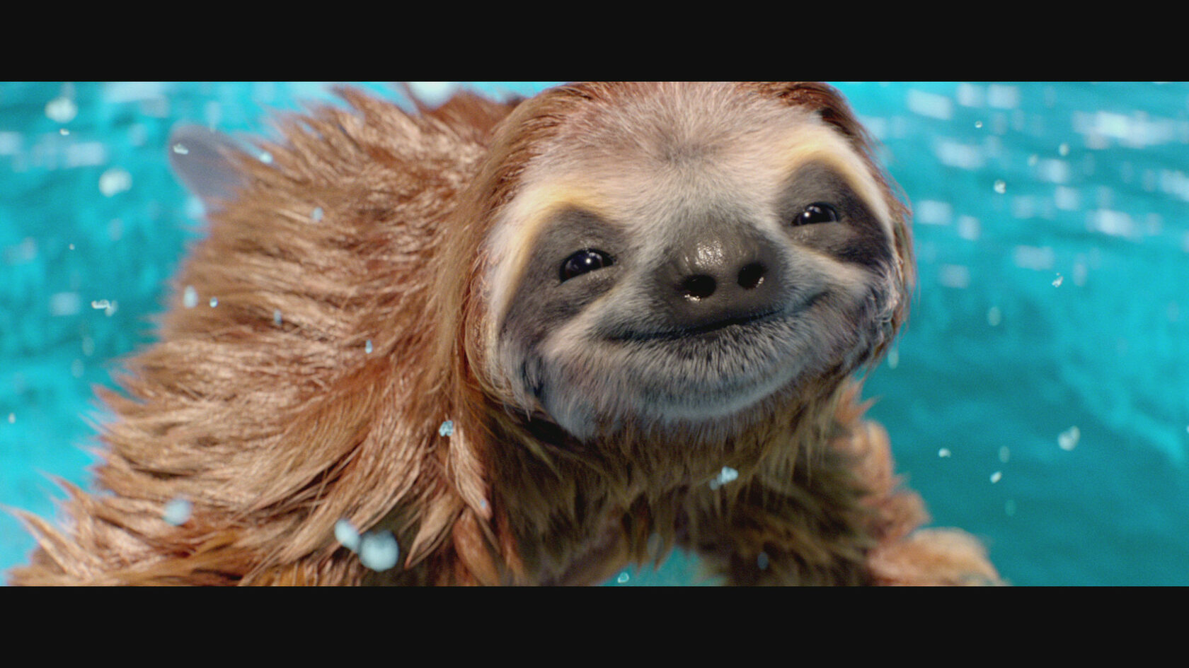 Ленивец в воде. Ленивец амазонии. Ленивец плавает. Водный ленивец. Двупалый ленивец.