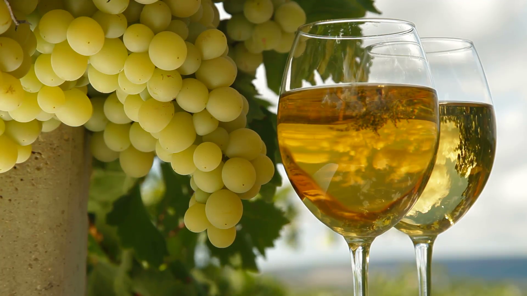 Сухие виноградные вина. Виноград Мускат белый. Сорт винограда Ркацители. Винный сорт винограда Ркацители. Сорт вина Ркацители.