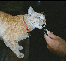 Рыжий кот пробует лакомство Cosmopet