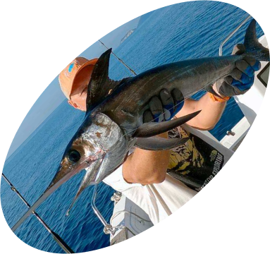 Tunas, bonito, amberjack, dentex, groupers, mahi-mahi, barracuda, leerfish, bluefish